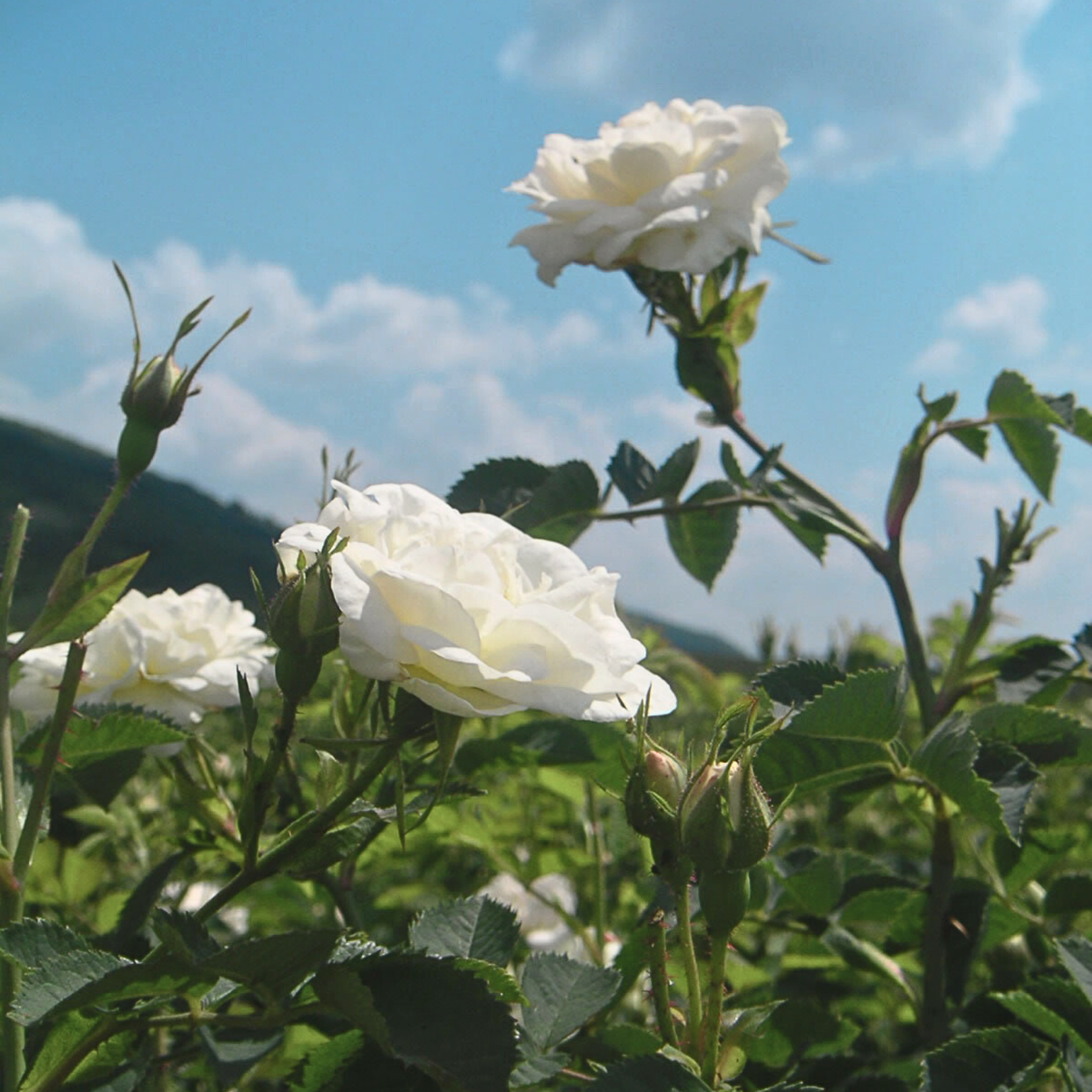 Organic Bulgarian White Rose Hydrosol For Skin, Hair, And Happiness